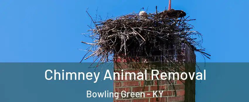 Chimney Animal Removal Bowling Green - KY