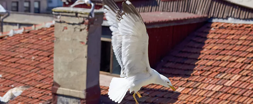 Residential Chimney Animal Removal Solution in Bowling Green, KY