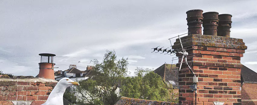 Chimney Cleaning And Restoration in Bowling Green, Kentucky